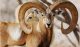 Markhor Hunting in Pakistan Trophy – A Conservation Success