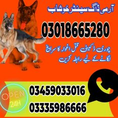 Army Dog Center Mianwali