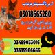 Army Dog Center Mianwali