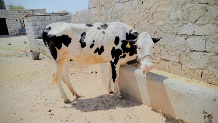 American cows | pregnant Cow | گائے | Australian Cow | Frisi