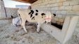 American cows | pregnant Cow | گائے | Australian Cow | Frisi