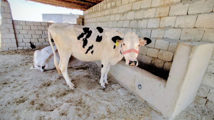 American cows | pregnant Cow | گائے | Australian Cow | Frisi