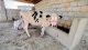 American cows | pregnant Cow | گائے | Australian Cow | Frisi