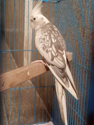 Male Cockatiel bird for Sale in Lahore
