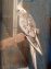 Male Cockatiel bird for Sale in Lahore